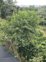 Cananga odorata