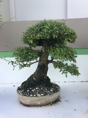Neea buxifolia