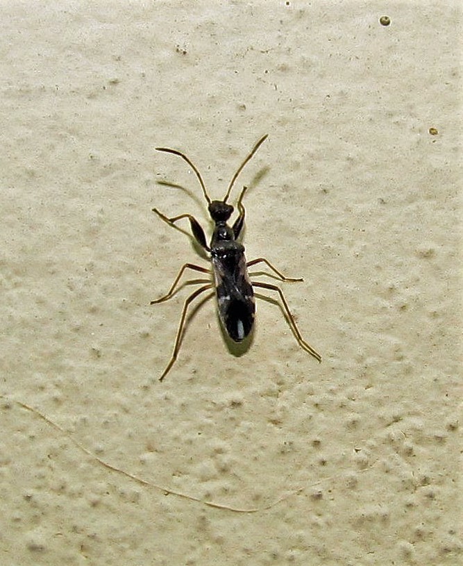 Erlacda argentinensis