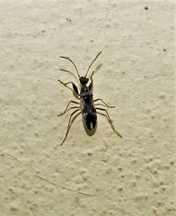 Erlacda argentinensis