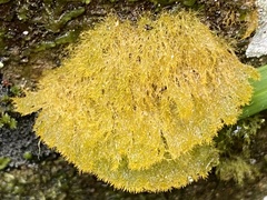 Fungi