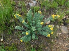 Xiphotheca elliptica