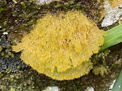 Fungi