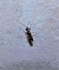 Erlacda argentinensis