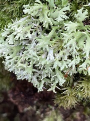 Cladonia ceratophylla