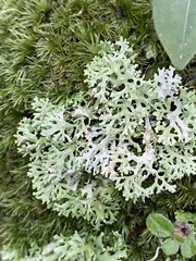 Cladonia ceratophylla