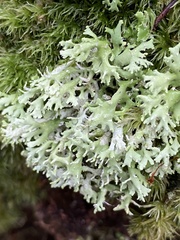 Cladonia ceratophylla