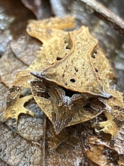 Proceratophrys appendiculata
