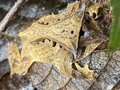 Proceratophrys appendiculata