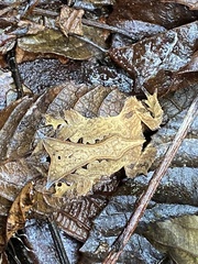 Proceratophrys appendiculata