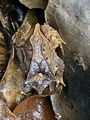 Proceratophrys appendiculata