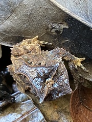 Proceratophrys appendiculata