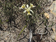 Moraea anomala
