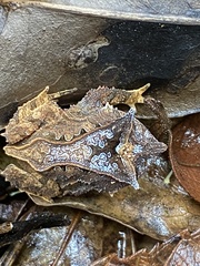 Proceratophrys appendiculata