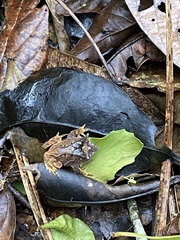Proceratophrys appendiculata