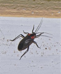 Prepops procorrentinus