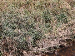 Cyperus textilis