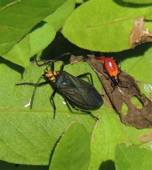 Oncopeltus luctuosus