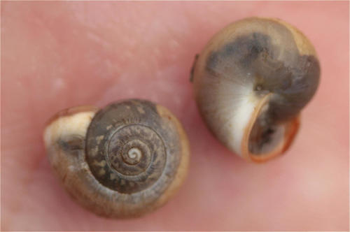 Monacha obstructa