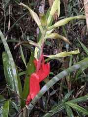 Billbergia amoena