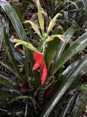Billbergia amoena