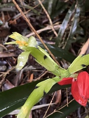Billbergia amoena