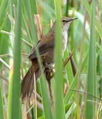 Bradypterus baboecala