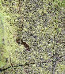 Chrysothrix chamaecyparicola