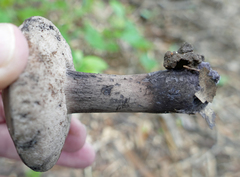 Tylopilus alboater