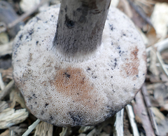 Tylopilus alboater