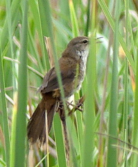 Bradypterus baboecala
