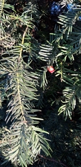 Taxus baccata
