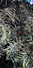 Taxus baccata