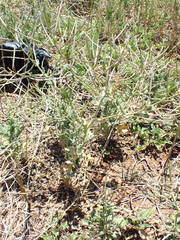 Erucastrum austroafricanum
