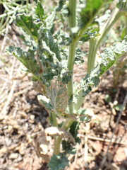 Erucastrum austroafricanum