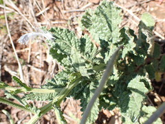 Erucastrum austroafricanum