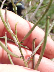 Erucastrum austroafricanum