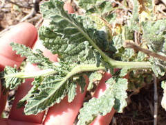 Erucastrum austroafricanum