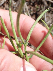 Erucastrum austroafricanum