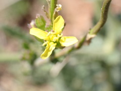 Erucastrum austroafricanum