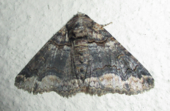 Pericyma atrifusa