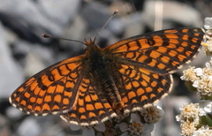Melitaea deione