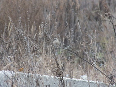 Carpodacus sibiricus