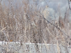 Carpodacus sibiricus