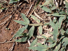 Urochloa panicoides