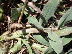 Urochloa panicoides