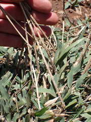 Urochloa panicoides