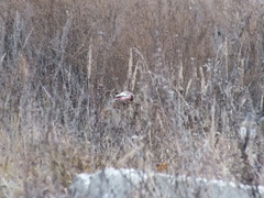 Carpodacus sibiricus