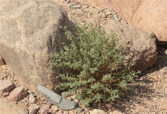 Heliotropium arbainense