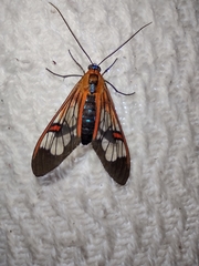 Cosmosoma cingulatum